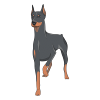Dobermann dog PNG