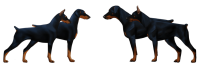 Dobermann dog PNG