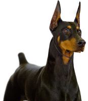 Dobermann dog PNG
