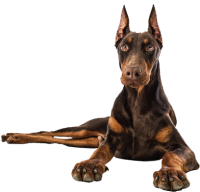 Dobermann dog PNG