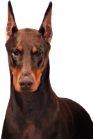 Dobermann dog PNG