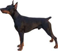 Dobermann dog PNG
