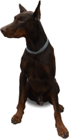 Dobermann dog PNG