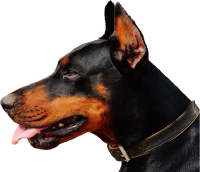 Dobermann dog PNG