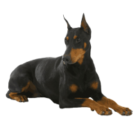 Dobermann dog PNG