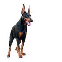 Dobermann dog PNG