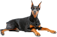 Dobermann dog PNG