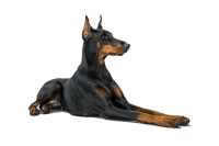 Dobermann dog PNG