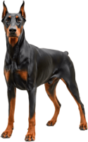 Dobermann dog PNG