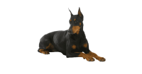 Dobermann dog PNG