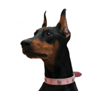 Dobermann dog PNG