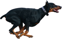 Dobermann dog PNG