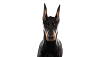 Dobermann dog PNG
