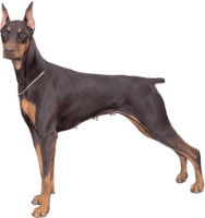 Dobermann dog PNG