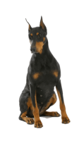 Dobermann dog PNG