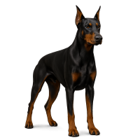 Dobermann dog PNG