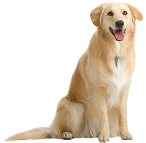 dog png image, picture, download, dogs