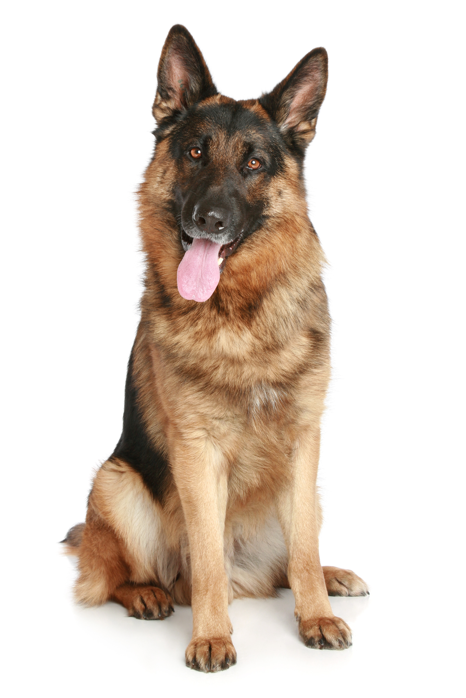 dog PNG image 