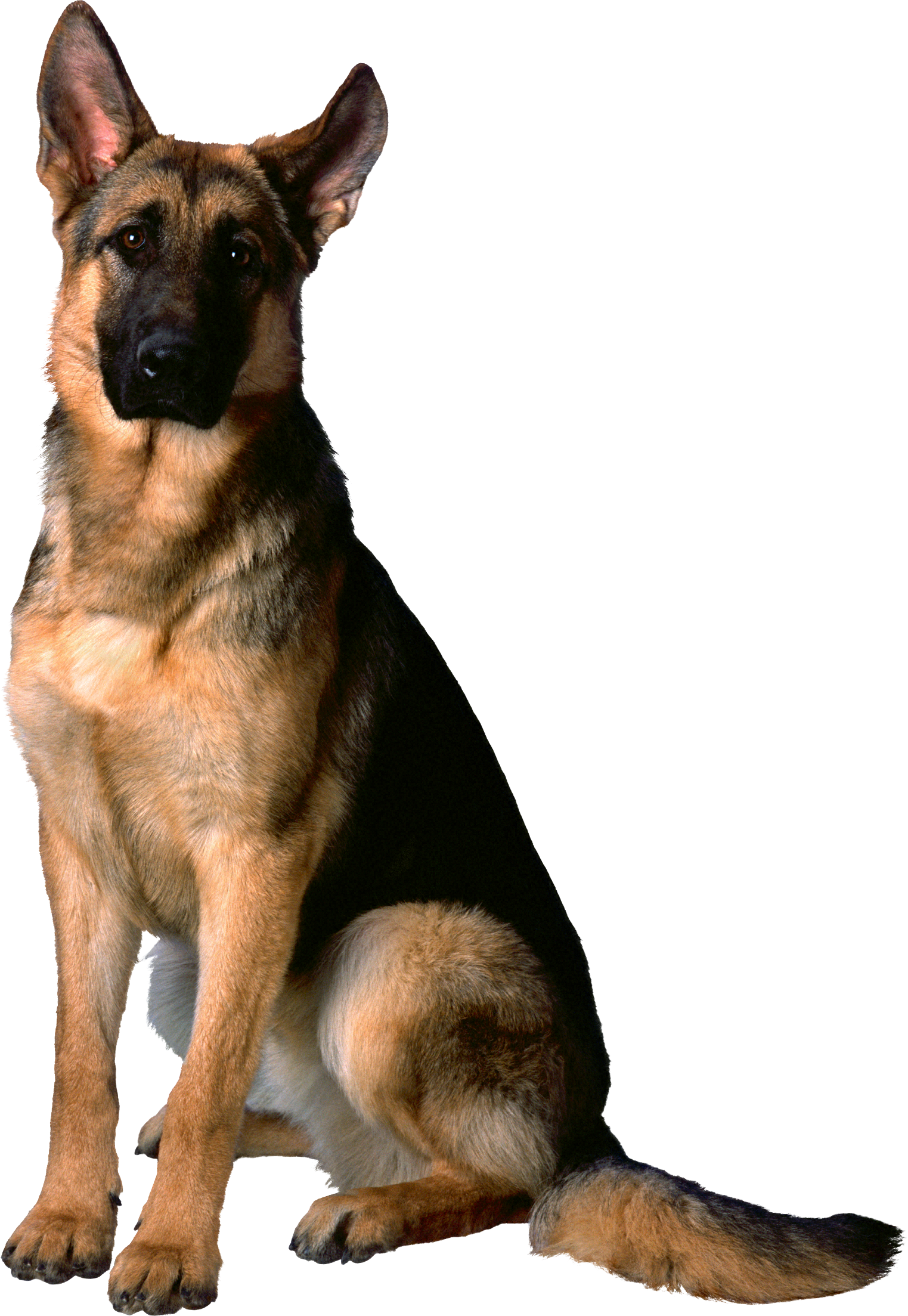 Perro PNG