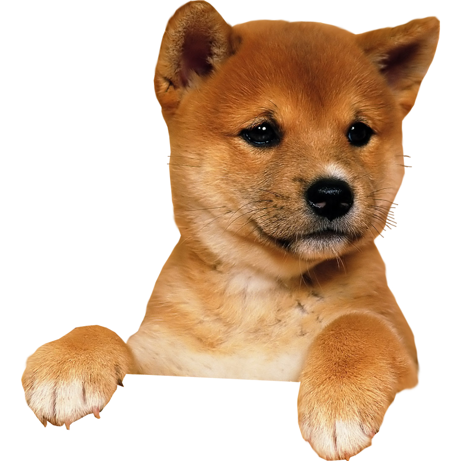 Dog png image, dogs, puppy pictures free download