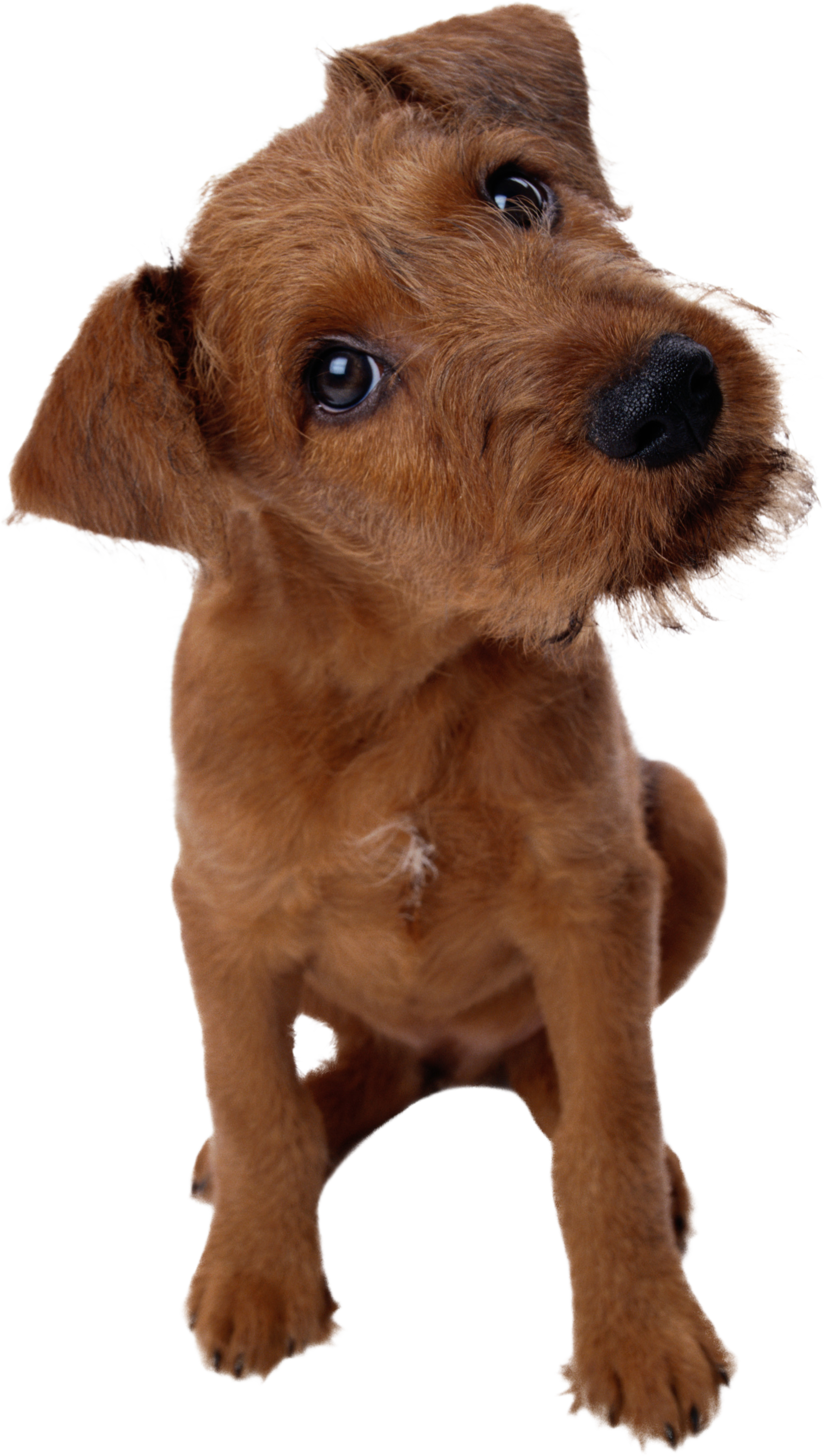 Dog Png Images Free Download - Tarsha Barrios