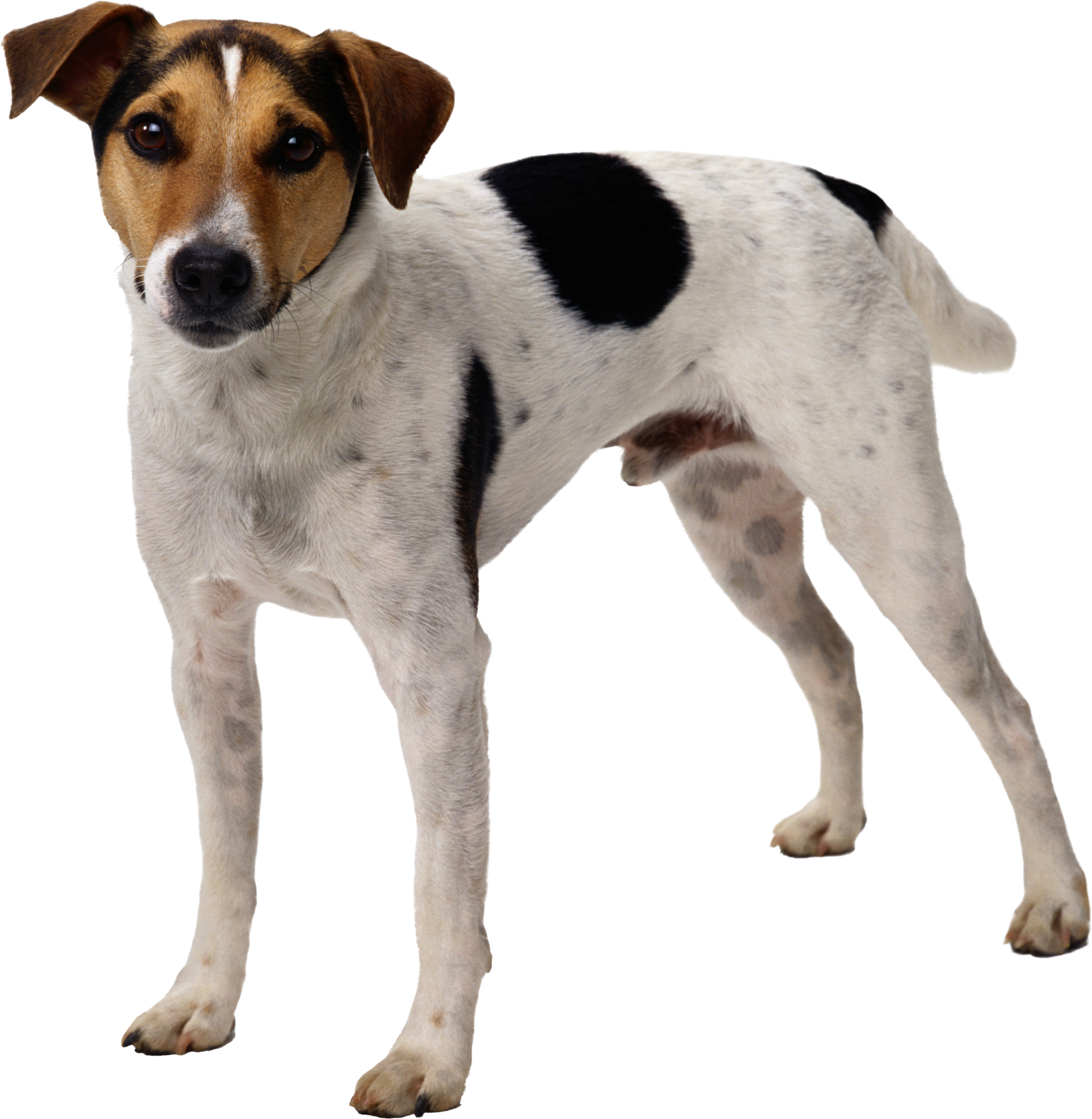 Perro PNG