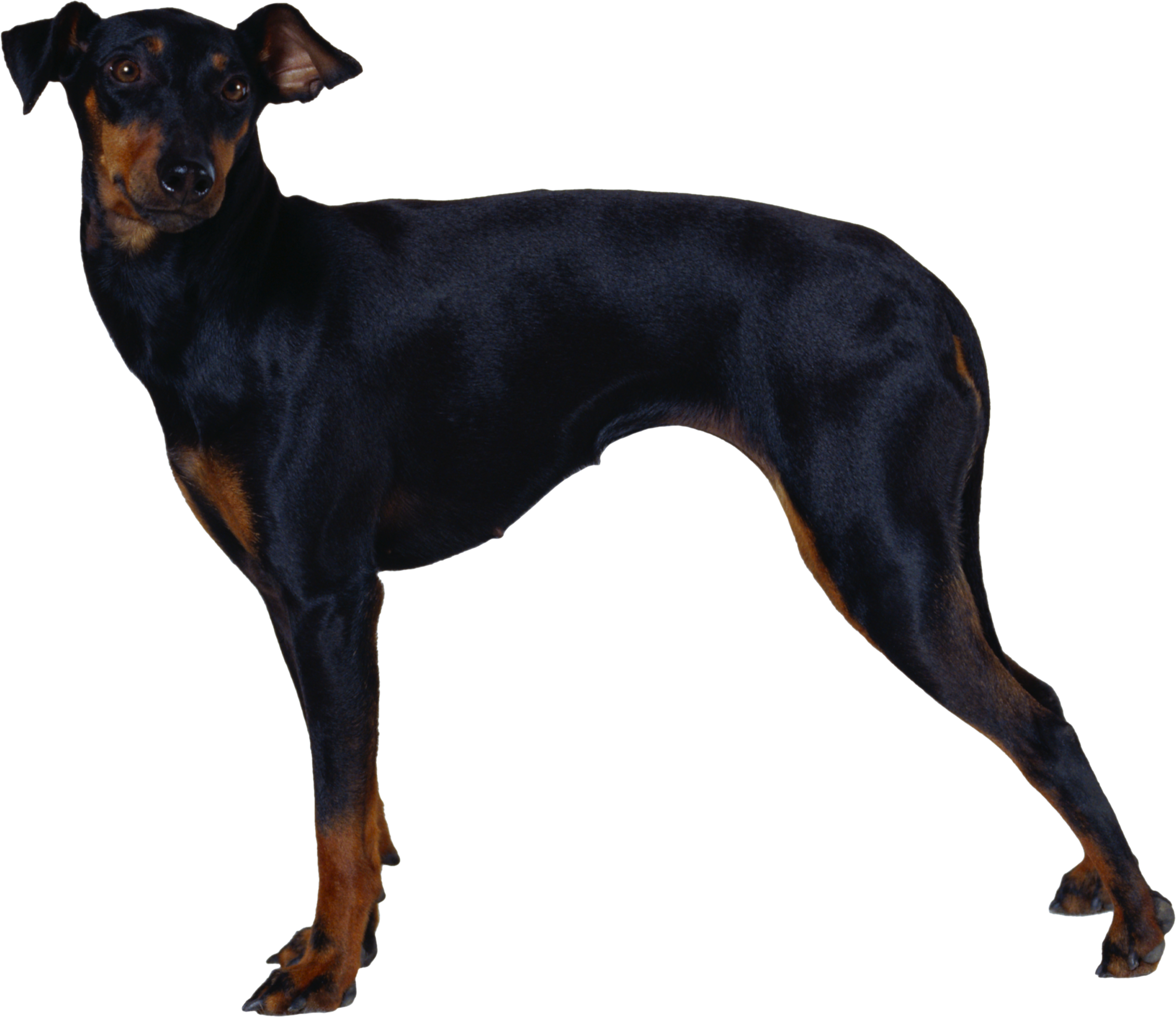 Perro PNG