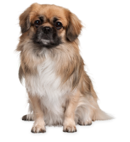 пекинес собака PNG фото