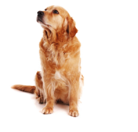dog PNG image