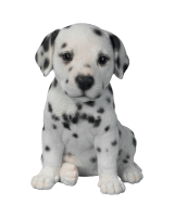 Cute dog image profile dp for profile picture - Photo #2084 - PNG Wala -  Photo And PNG 100% Free Stock Images