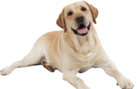 Perro PNG