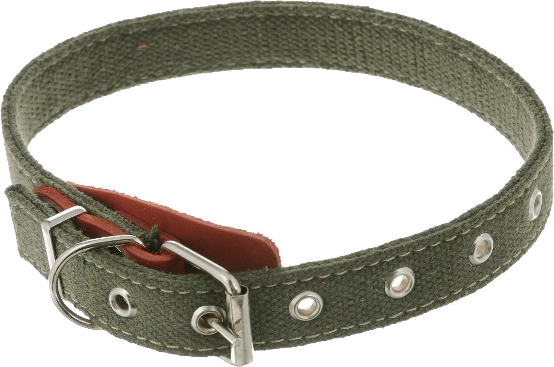 Collar de perro PNG