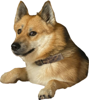 Doge PNG