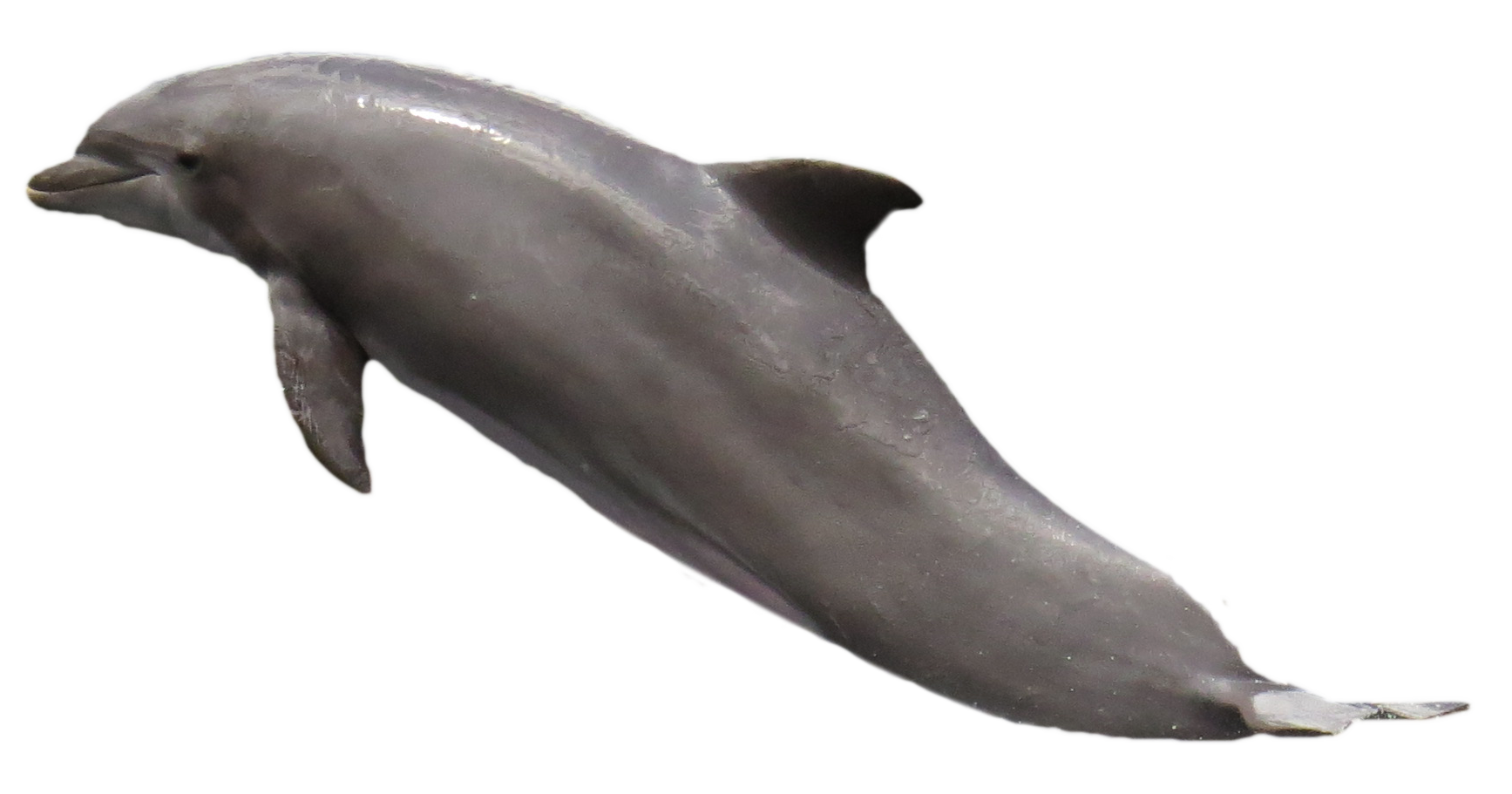 Dolphin PNG