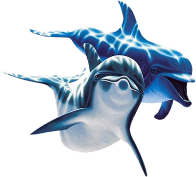 Dolphin PNG