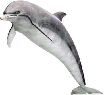 Dolphin PNG image