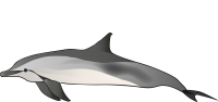 Delfín PNG