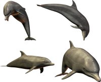Дельфины PNG фото