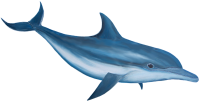 Дельфин PNG фото