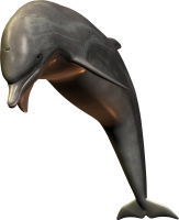 Дельфин PNG фото