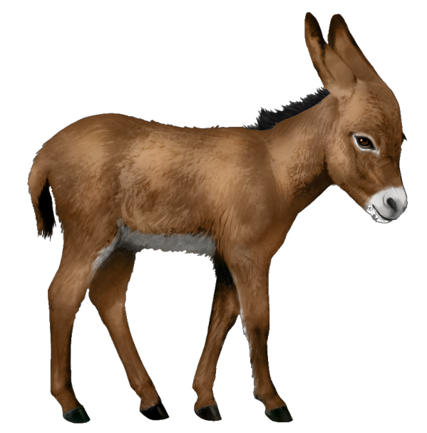 Burro PNG