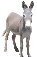 Burro PNG