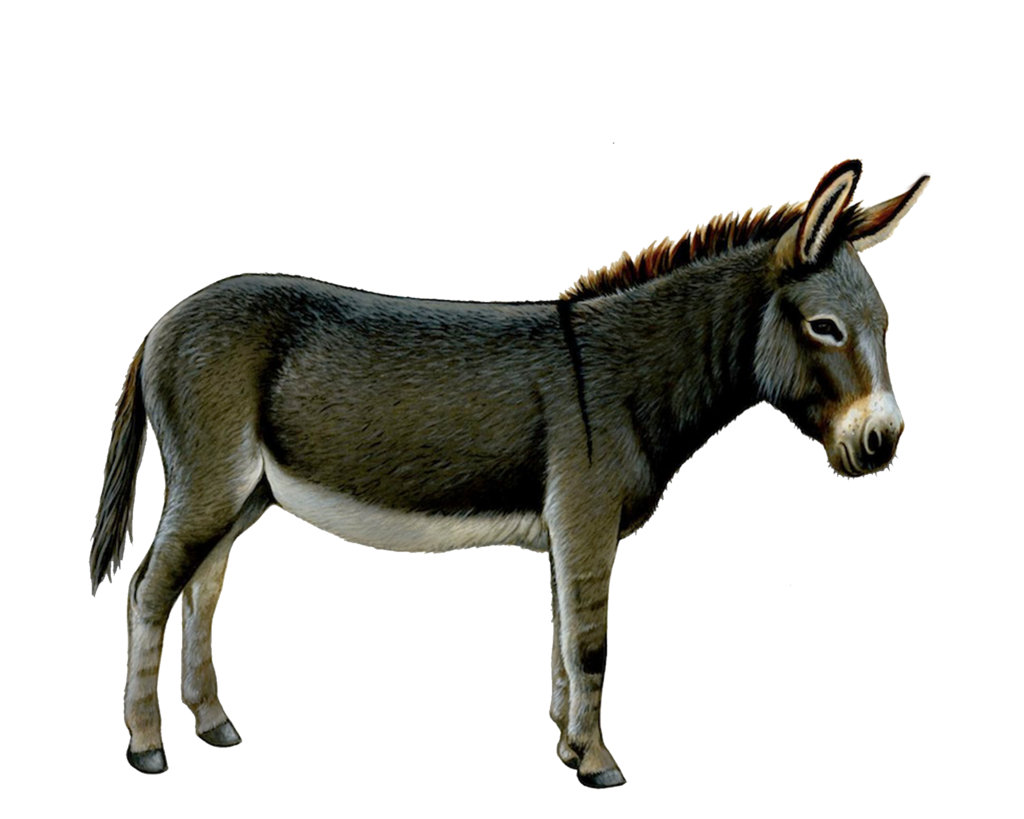 Donkey, ass PNG
