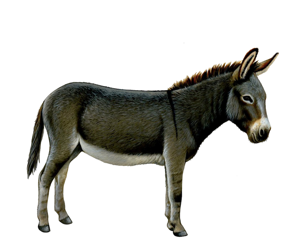 donkey