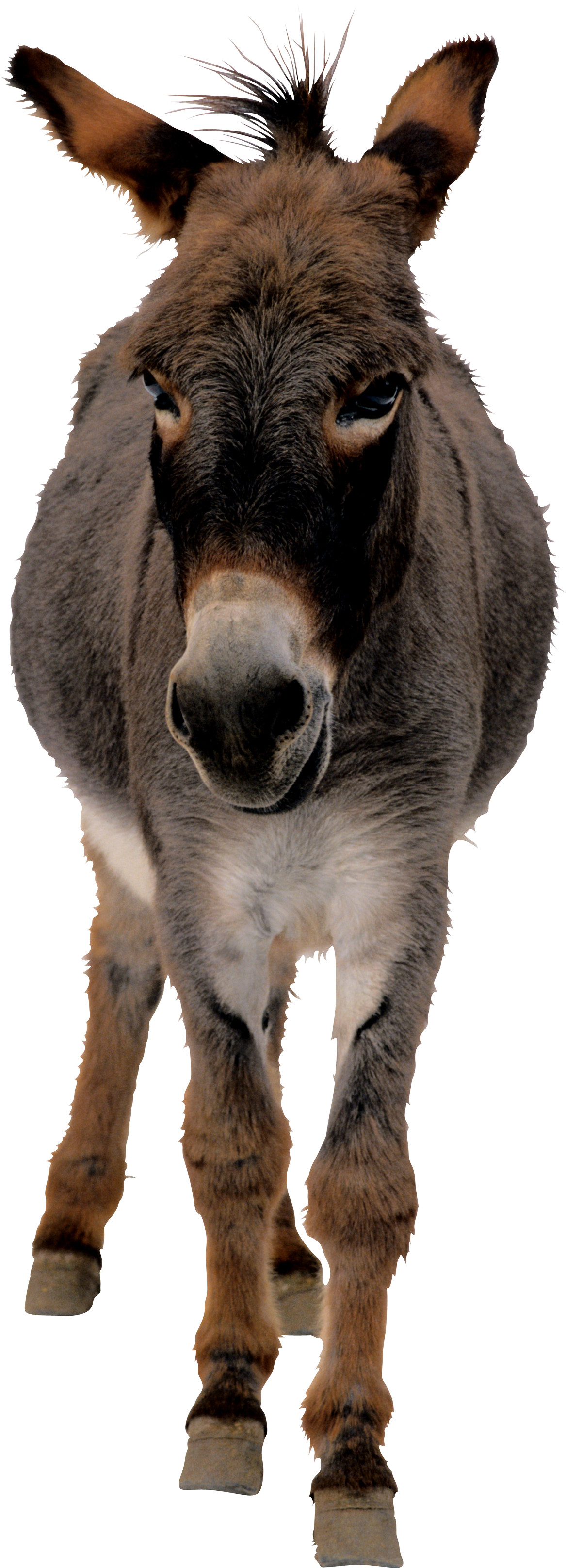 Burro PNG