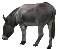 Donkey PNG