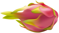 Dragon fruit PNG