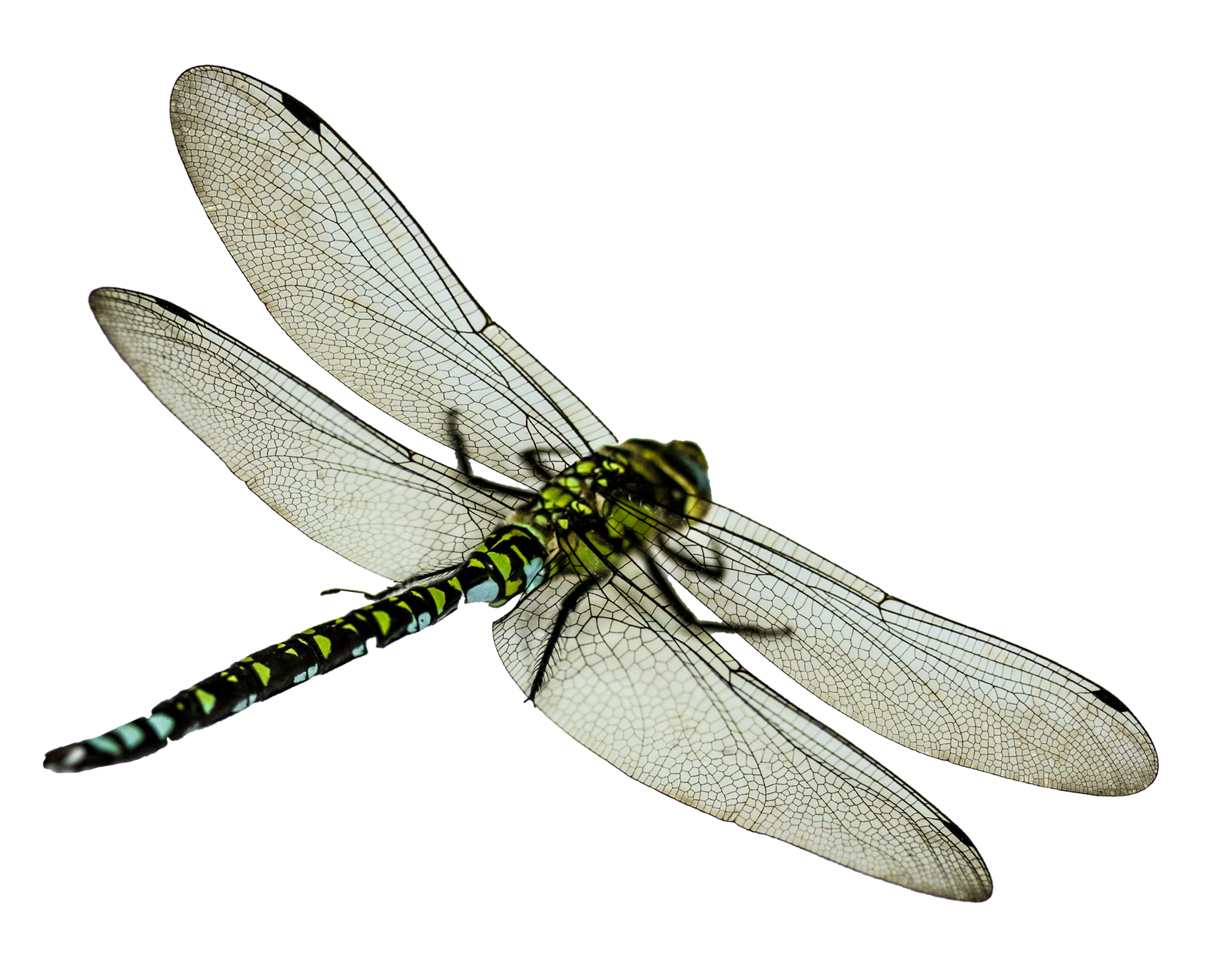 Dragonfly PNG