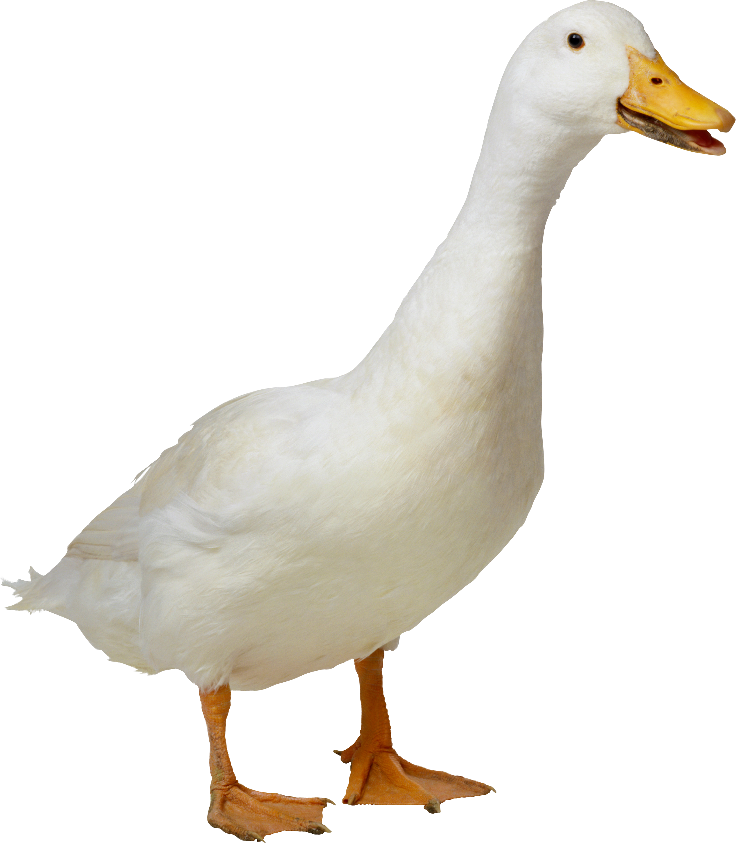 Pato PNG