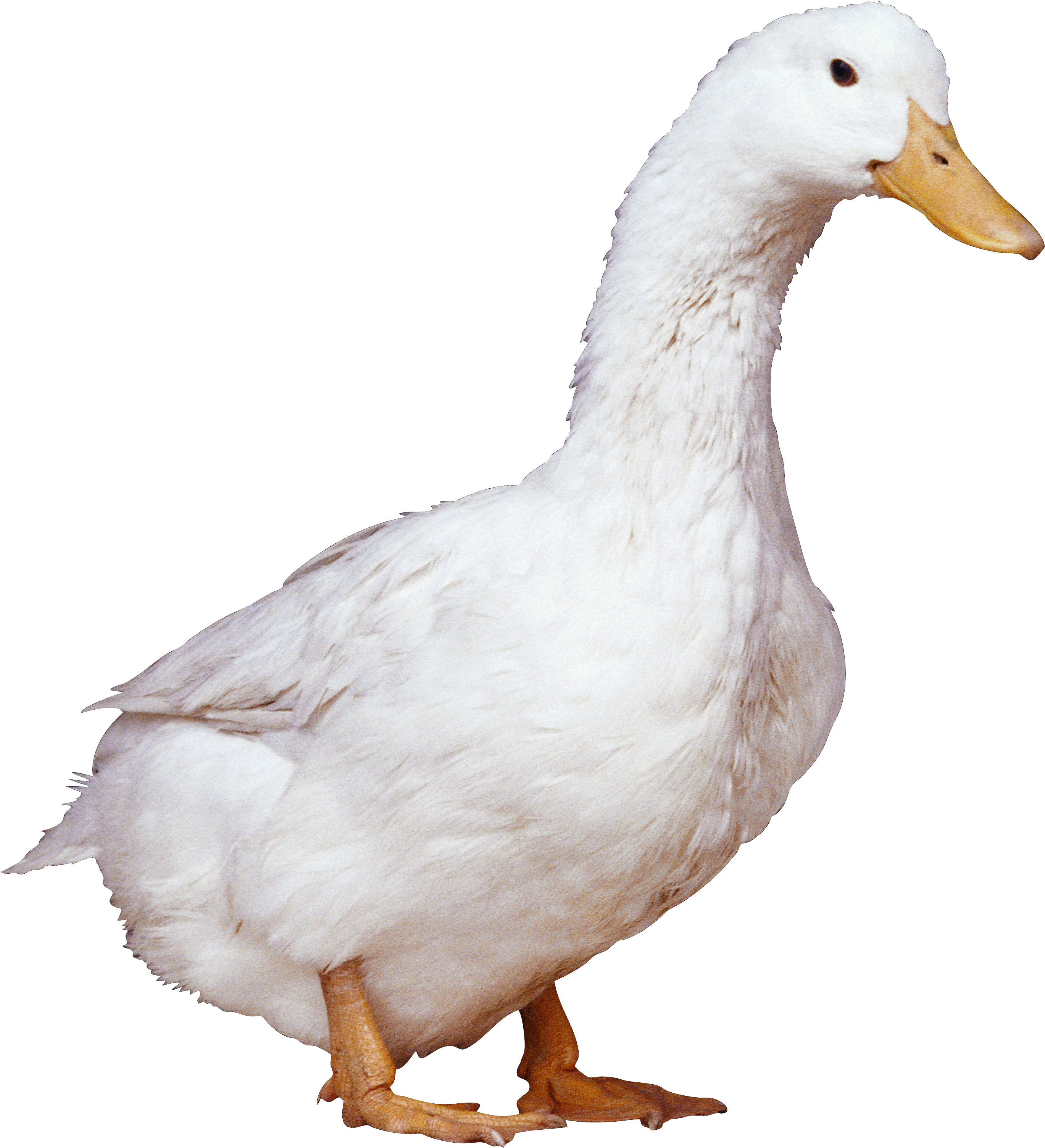 Pato PNG